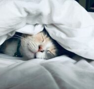 Kate stone matheson uy5t C Ju IK4 unsplash